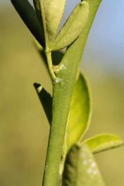            First year twig (Riverside, CA)   