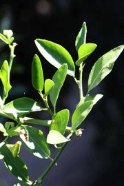              Sun leaves (Riverside, CA)       