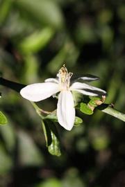              Flower (Riverside, CA)       