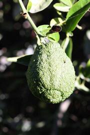            Immature fruit (Riverside, CA)   