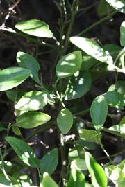              Shade leaves (Riverside, CA)       