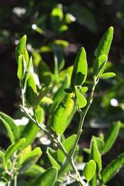              Sun leaves (Riverside, CA)       