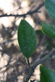              Unifoliolate leaf (Riverside, CA)       