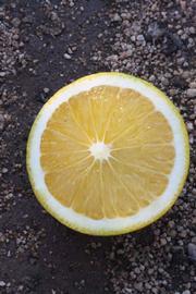            Fruit cross-section (Riverside, CA)   