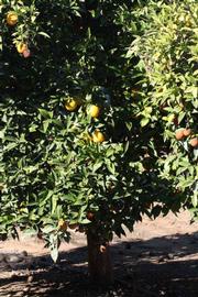              Habit (Riverside, CA)       