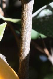              Second - third year twig (Riverside, CA)       