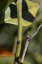              First year twig (Riverside, CA)       