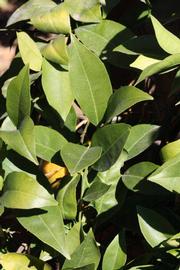            Sun leaves (Riverside, CA)   