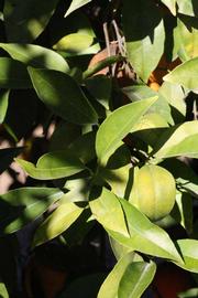            Sun leaves (Riverside, CA)   