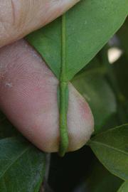              Petiole (Riverside, CA)       