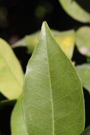              Margin (Riverside, CA)       