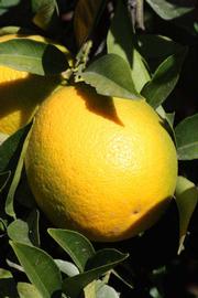            Fruit (Riverside, CA)   