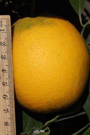            Fruit (Riverside, CA)   