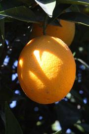            Fruit (Riverside, CA)   