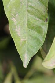              Margin (Riverside, CA)       