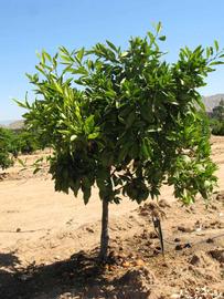            Habit (Riverside, CA)   