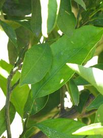              Shade leaves (Riverside, CA)       