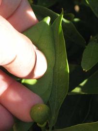              Margin (Riverside, CA)       