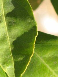              Margin (Riverside, CA)       