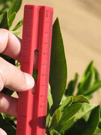              Unifoliolate leaf (Riverside, CA)       