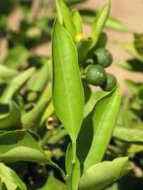             Unifoliolate leaf (Riverside, CA)       