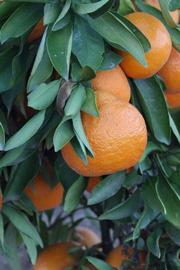            Fruit (Riverside, CA)   