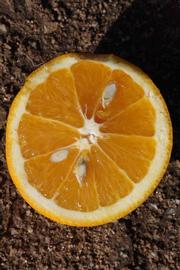              Fruit cross-section (Riverside, CA)       