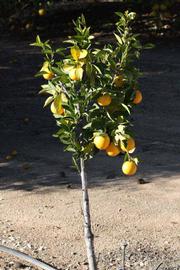              Habit (Riverside, CA)       