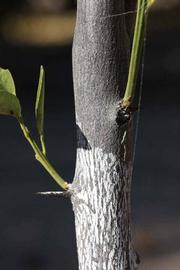              Bark (Riverside, CA)       