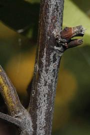              Second - third year twig (Riverside, CA)       