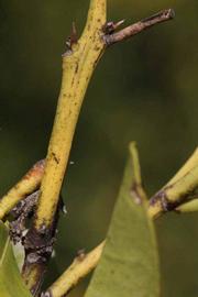              First year twig (Riverside, CA)       