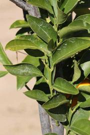            Sun leaves (Riverside, CA)   