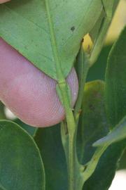              Petiole (Riverside, CA)       