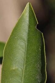              Margin (Riverside, CA)       