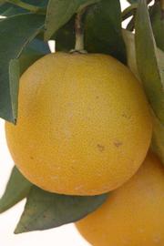            Fruit (Riverside, CA)   