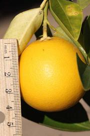            Fruit (Riverside, CA)   