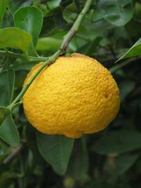            Fruit (Riverside, CA)   