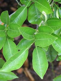              Sun leaves (Riverside, CA)       