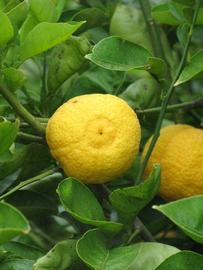            Fruit (Riverside, CA)   