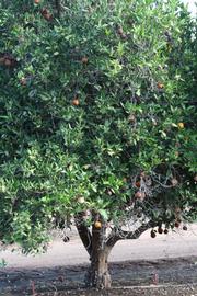            Habit (Riverside, CA)   