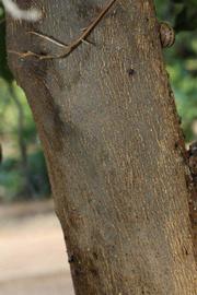            Bark (Riverside, CA)   