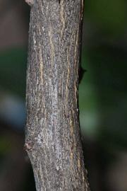              Second - third year twig (Riverside, CA)       