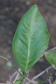              Unifoliolate leaf (Riverside, CA)       