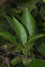              Shade leaves (Riverside, CA)       