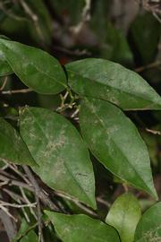              Shade leaves (Riverside, CA)       