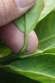              Petiole (Riverside, CA)       