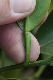              Petiole (Riverside, CA)       