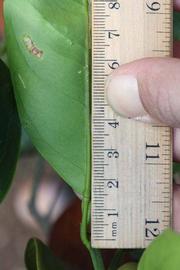              Unifoliolate leaf (Riverside, CA)       