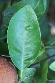              Unifoliolate leaf (Riverside, CA)       