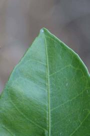              Margin (Riverside, CA)       